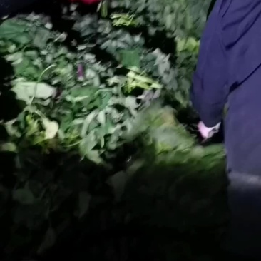 大田