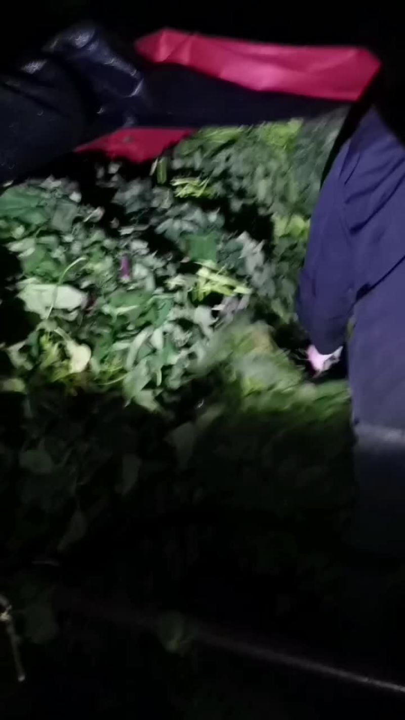 大田