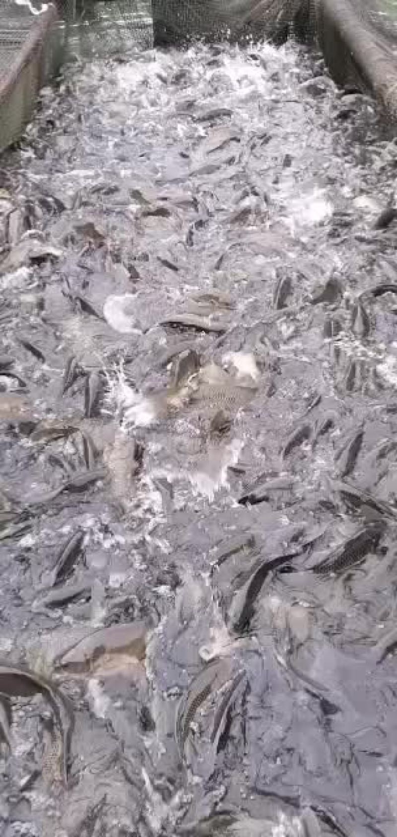 网箱鲤鱼