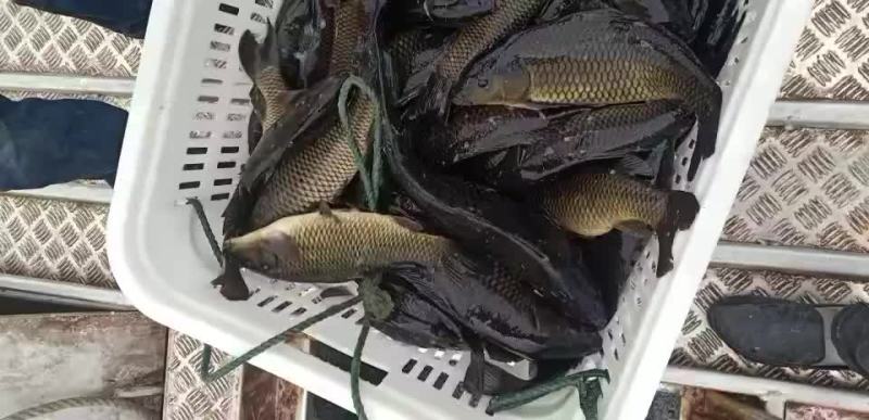 网箱鲤鱼