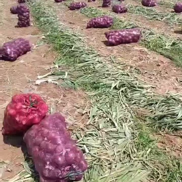 洋葱
