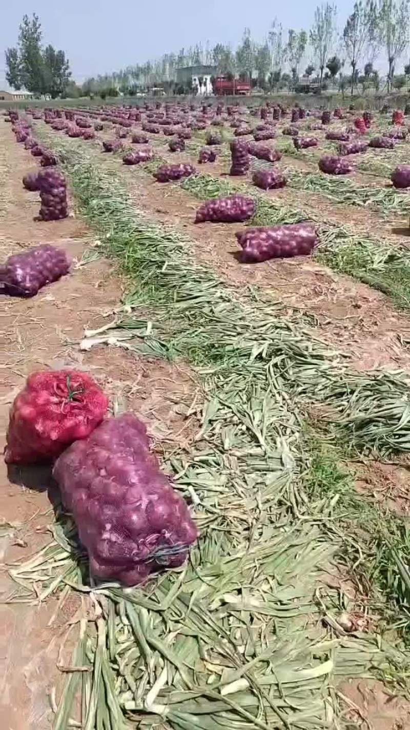 洋葱