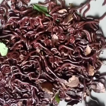 大马陆虫