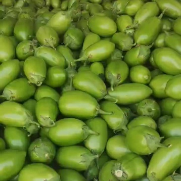 南阳新野茄子大量上市需要联系