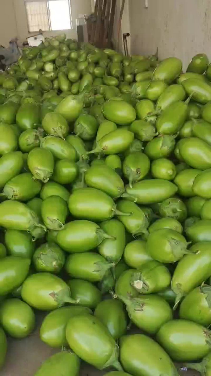 南阳新野茄子大量上市需要联系