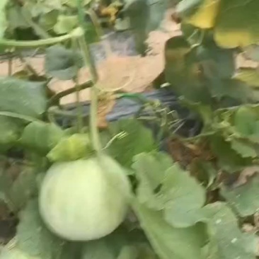绿宝甜瓜