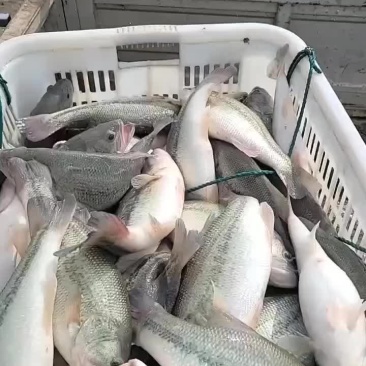 鲈鱼路亚黑坑