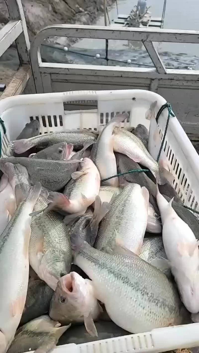 鲈鱼路亚黑坑