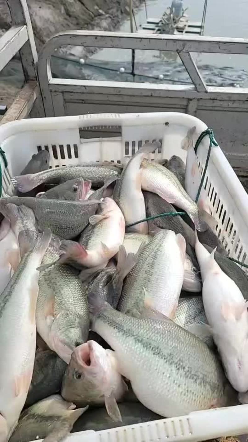 鲈鱼路亚黑坑