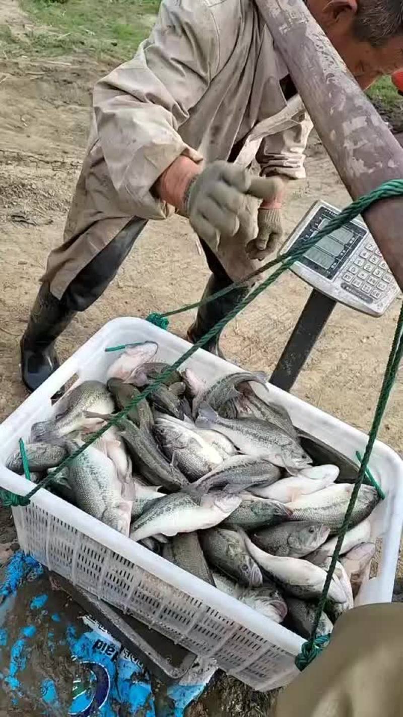 鲈鱼路亚黑坑