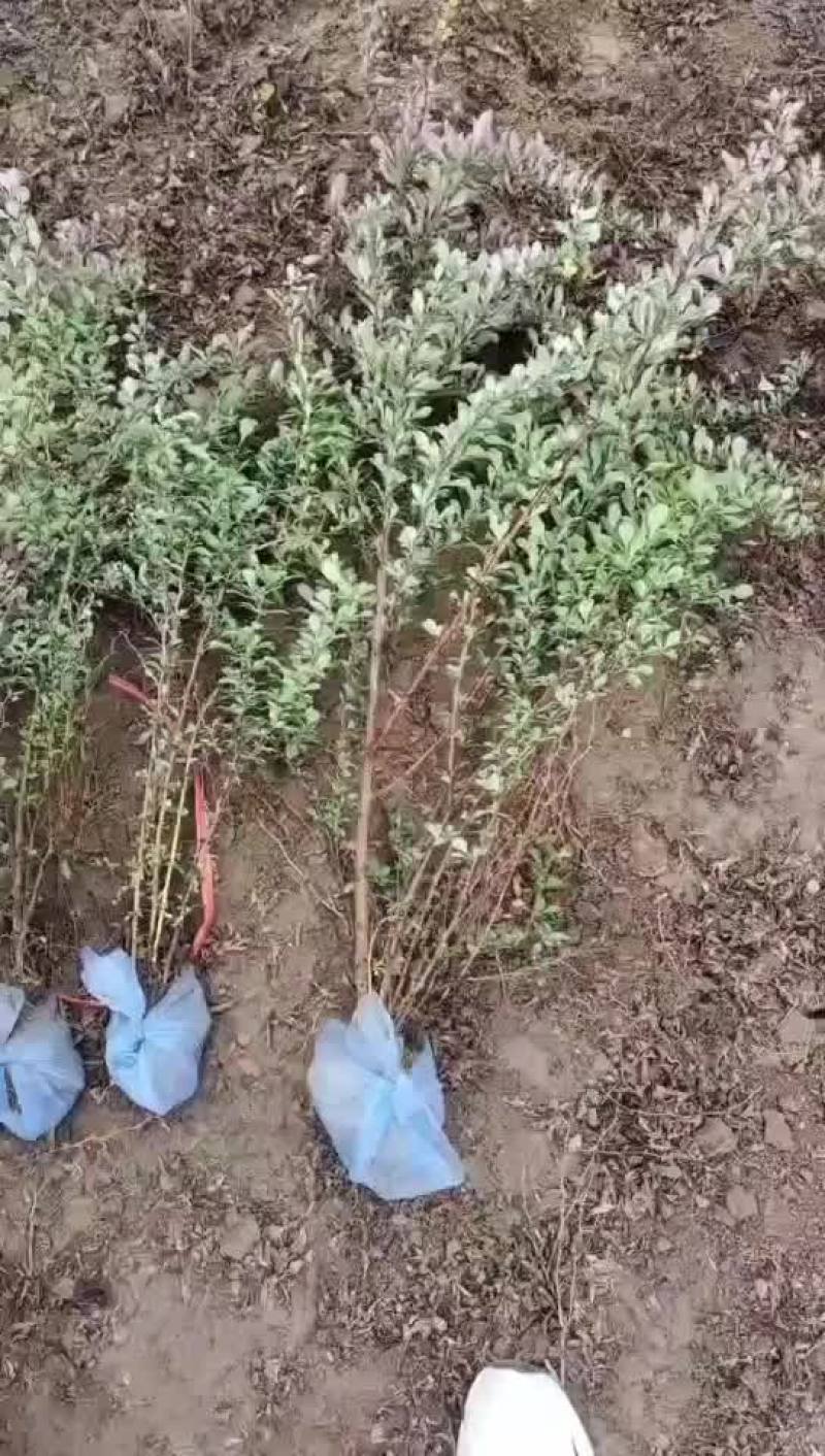红叶小檗