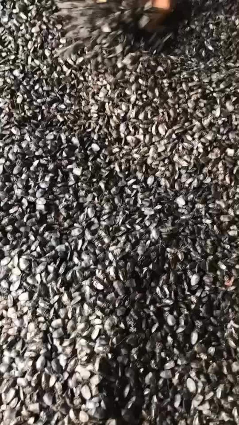 九香虫