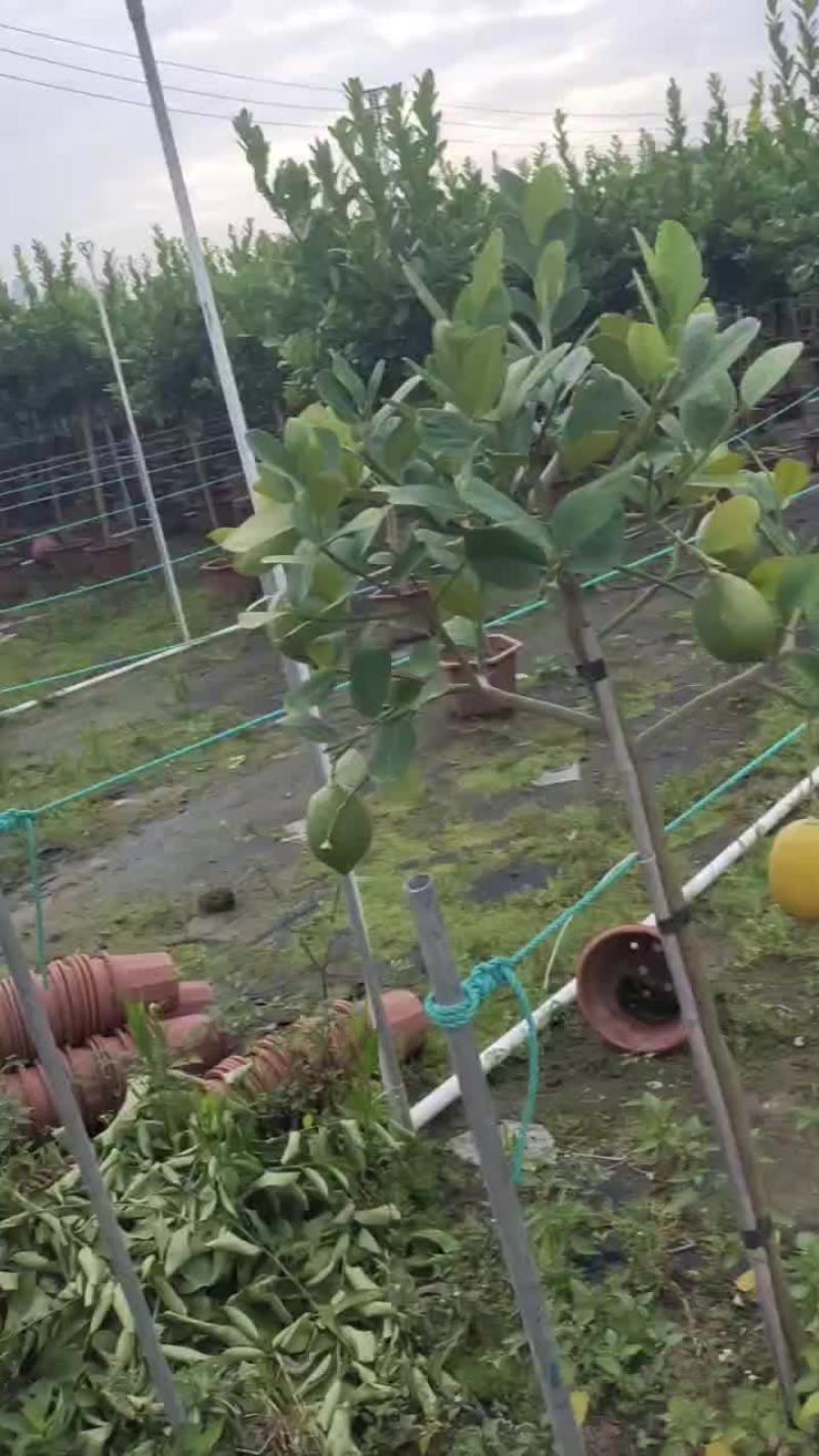 广东香水柠檬树苗