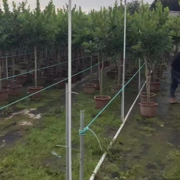 广东香水柠檬树苗