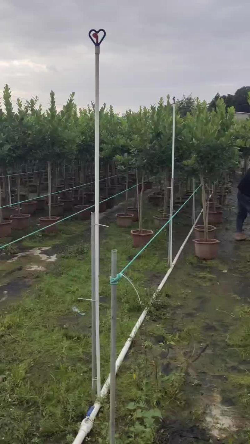 广东香水柠檬树苗