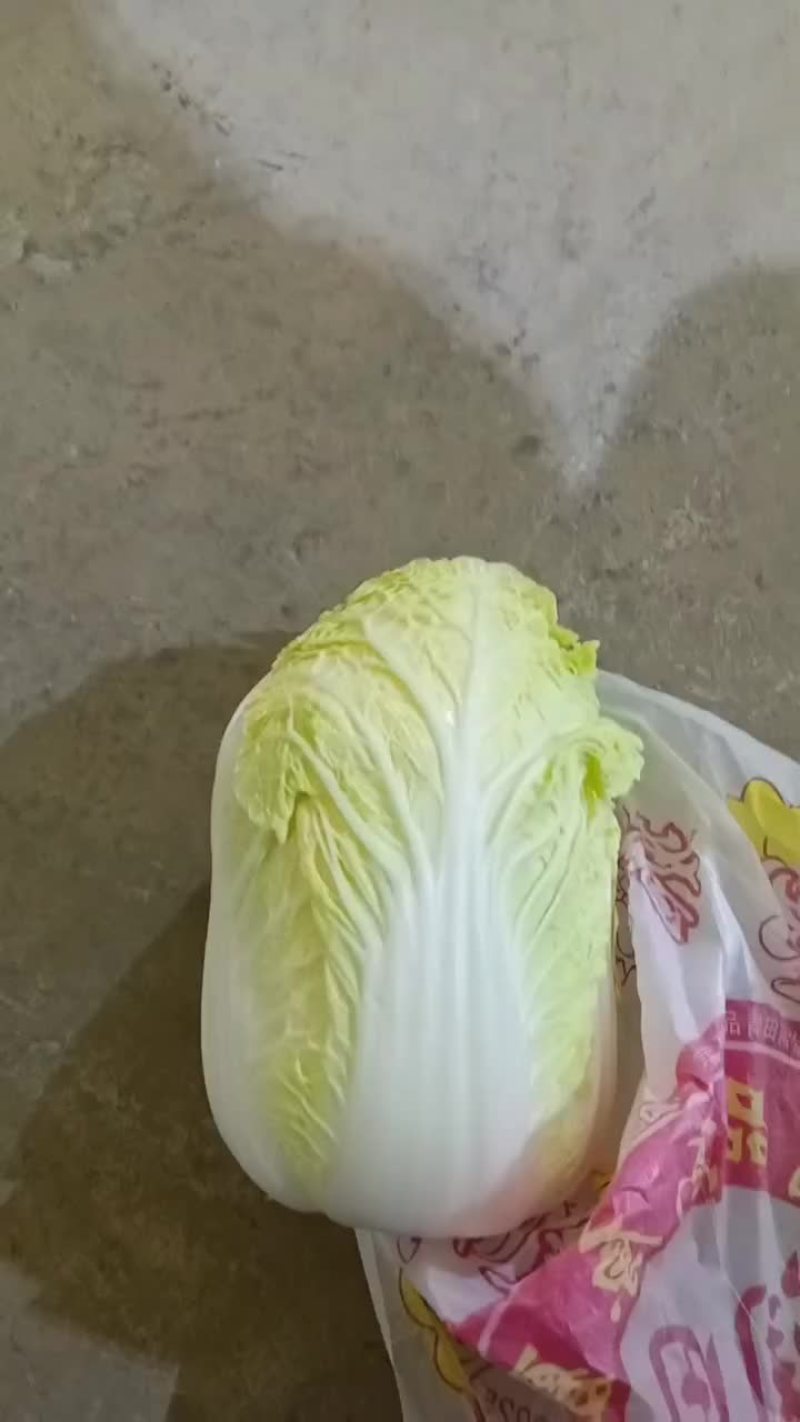 甘肃张掖精包装大娃娃菜大量上市中。