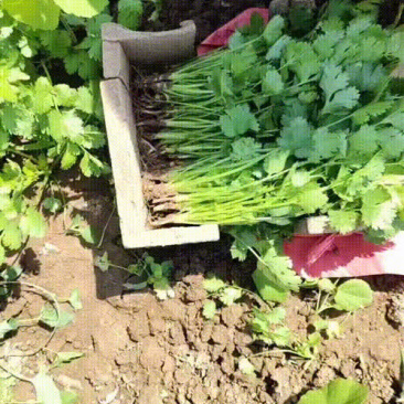 精品大叶香菜高度25-28公分
