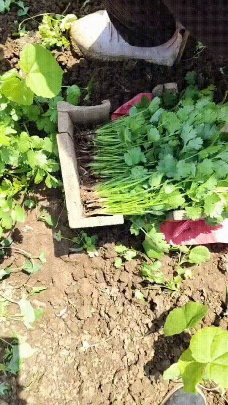 精品大叶香菜高度25-28公分