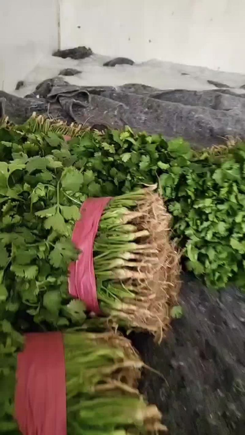 精品大叶香菜高度25-28公分