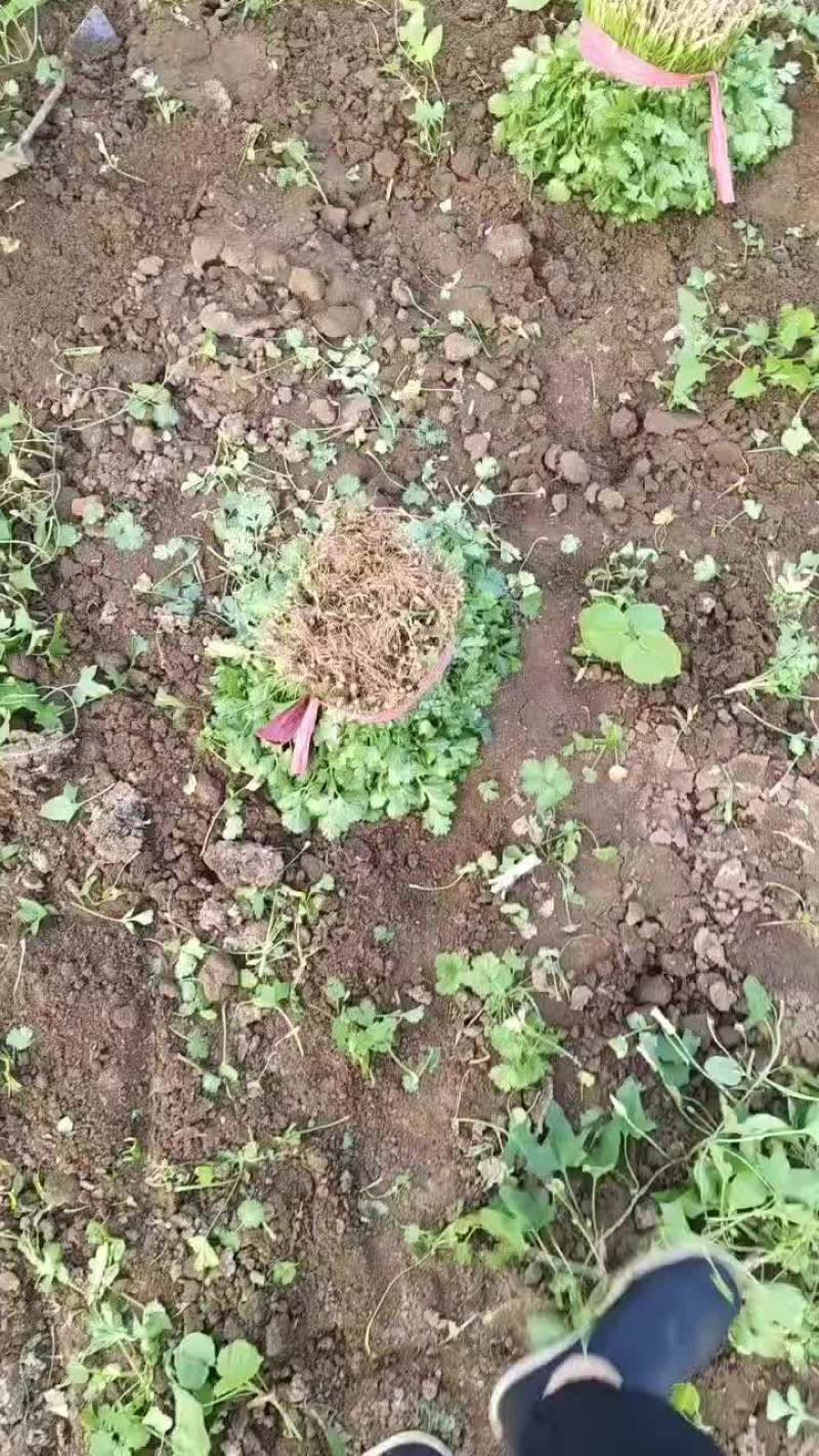 精品大叶香菜高度25-28公分