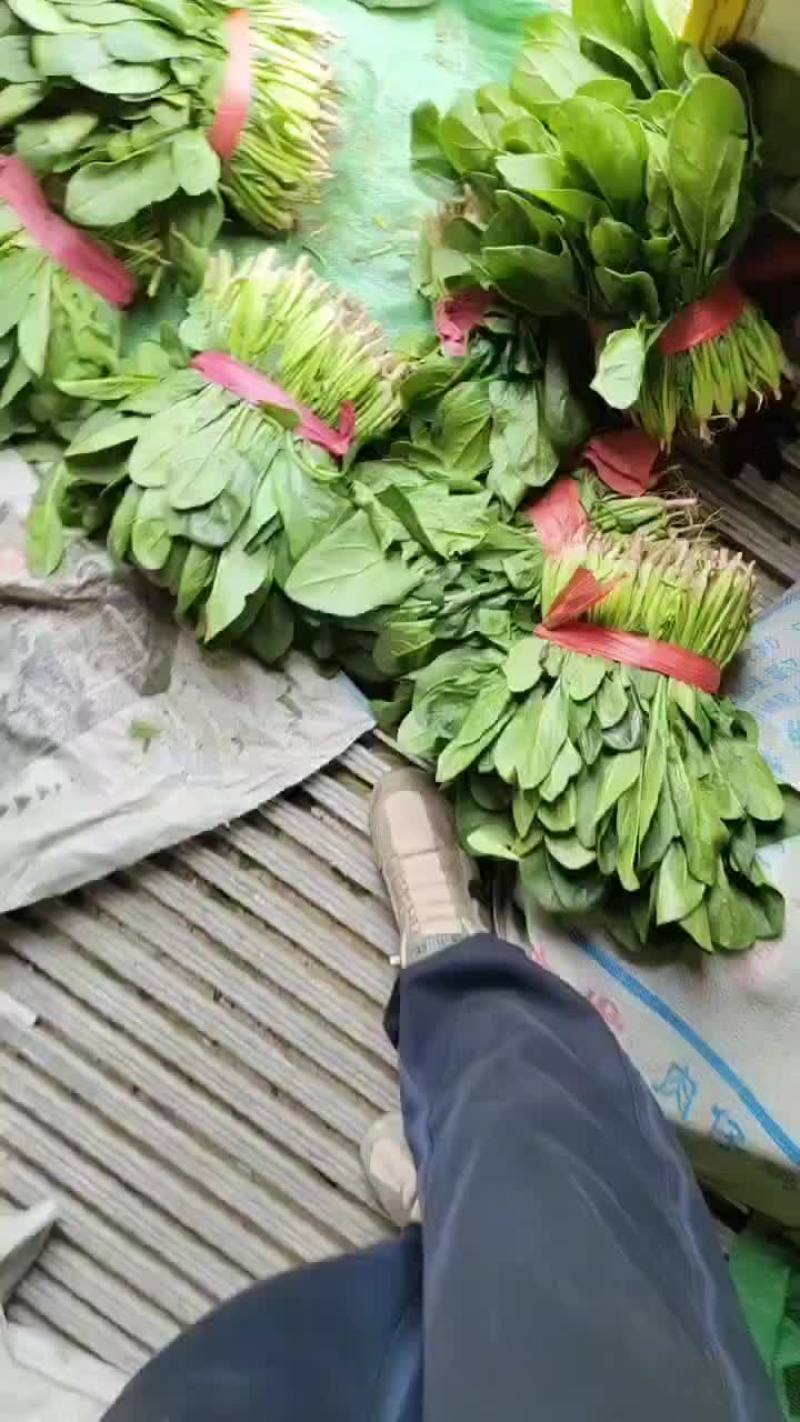精品大叶菠菜，高度20-28，圆叶菠菜