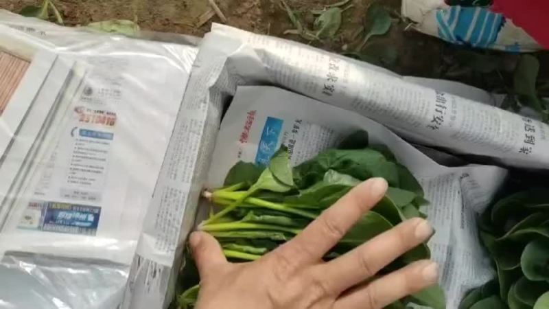 精品大叶菠菜，高度20-28，圆叶菠菜