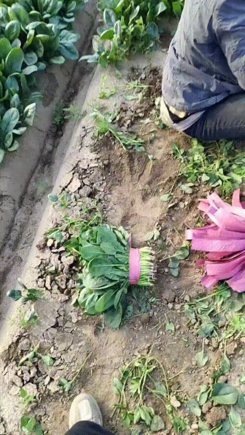 精品大叶菠菜，高度20-28，圆叶菠菜