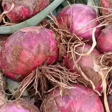 邯郸蔬菜