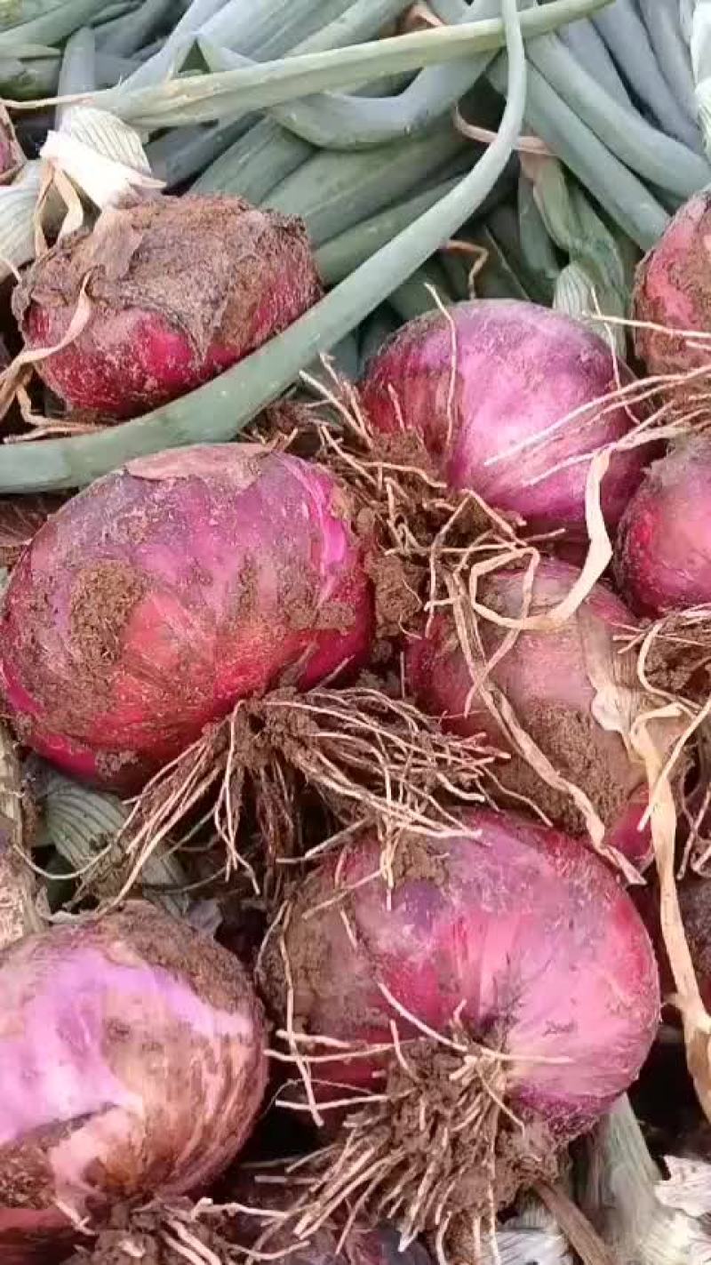邯郸蔬菜