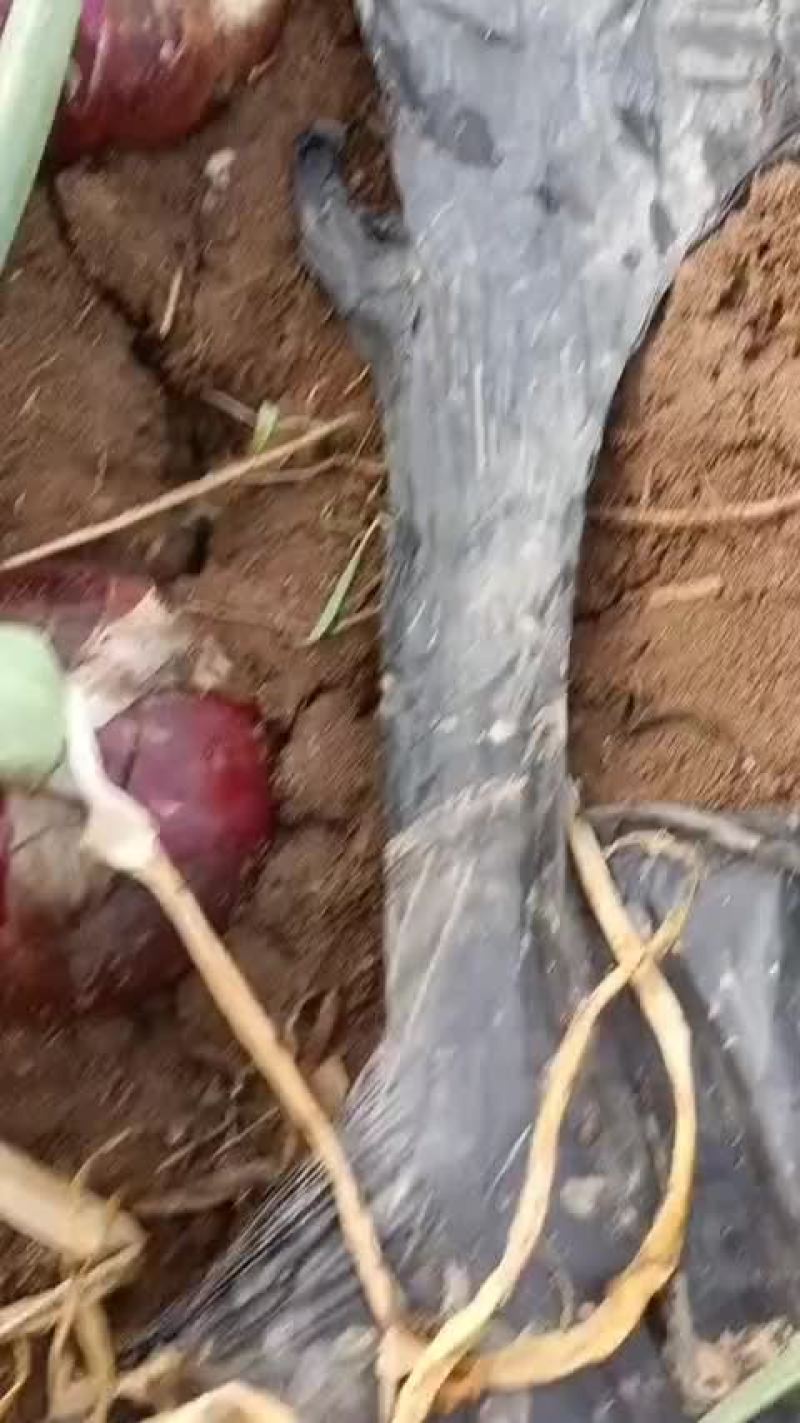 邯郸蔬菜