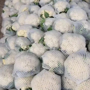 邯郸蔬菜