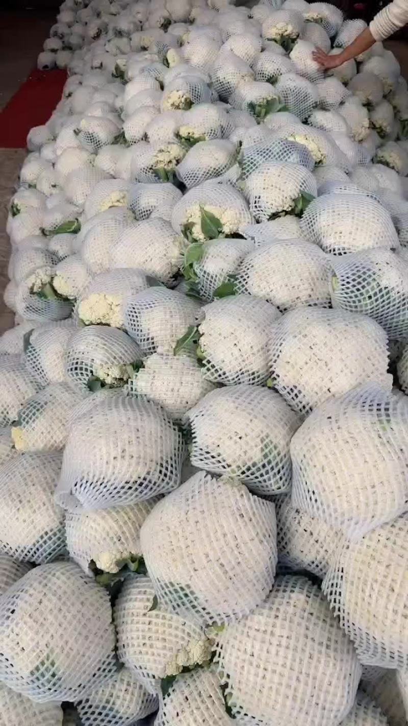 邯郸蔬菜