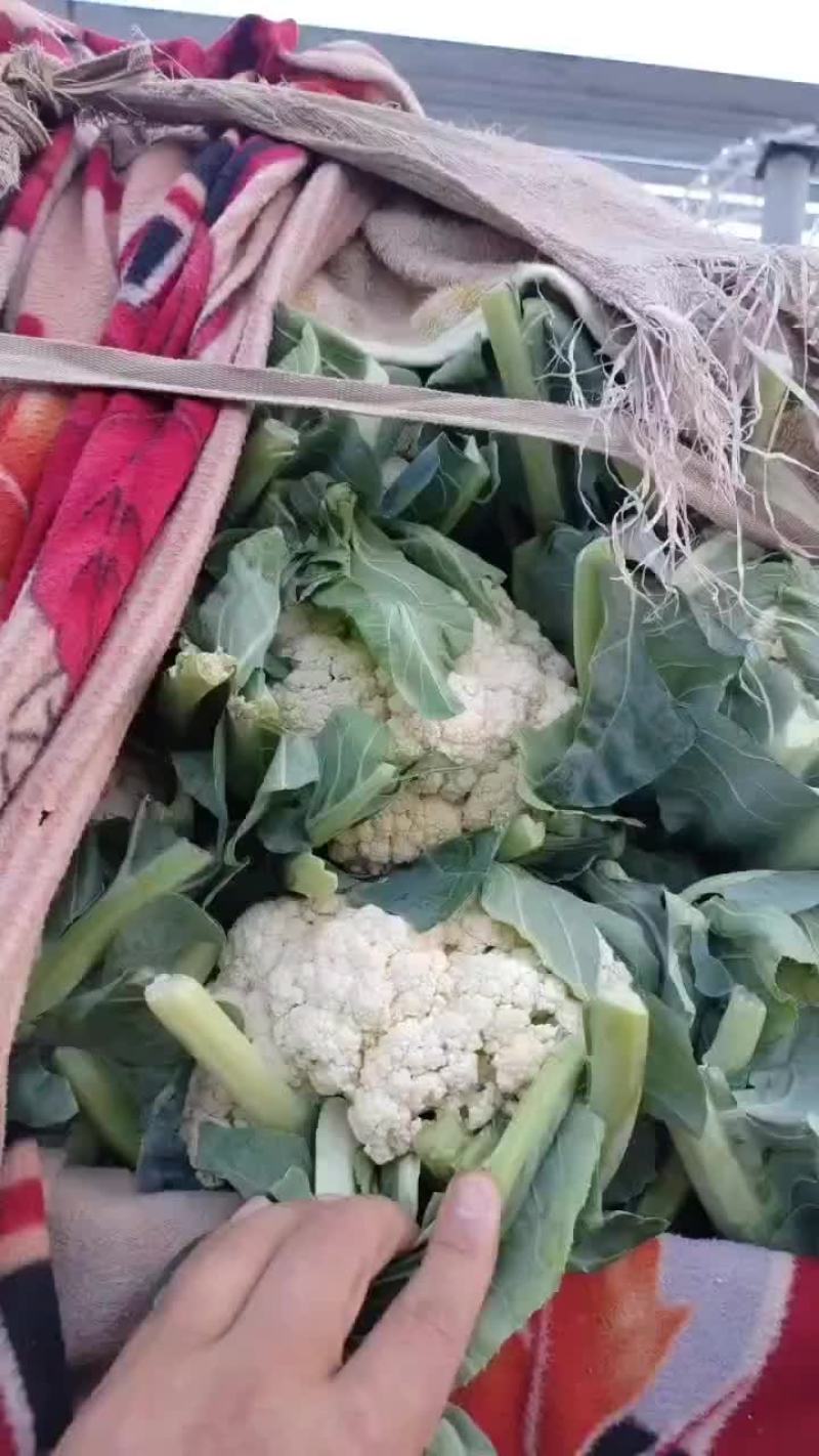 邯郸蔬菜