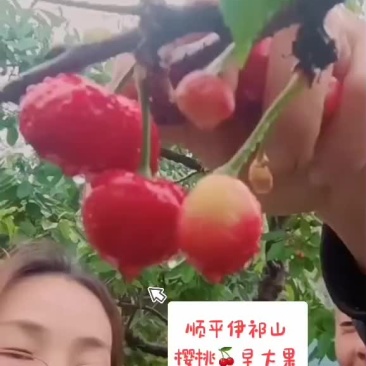 顺平樱桃