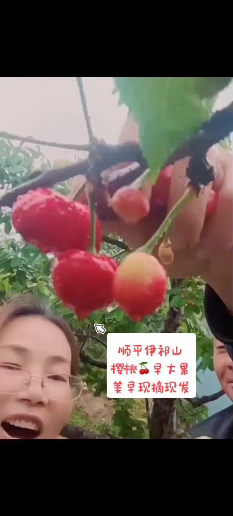 顺平樱桃