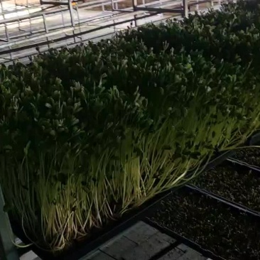 芽苗