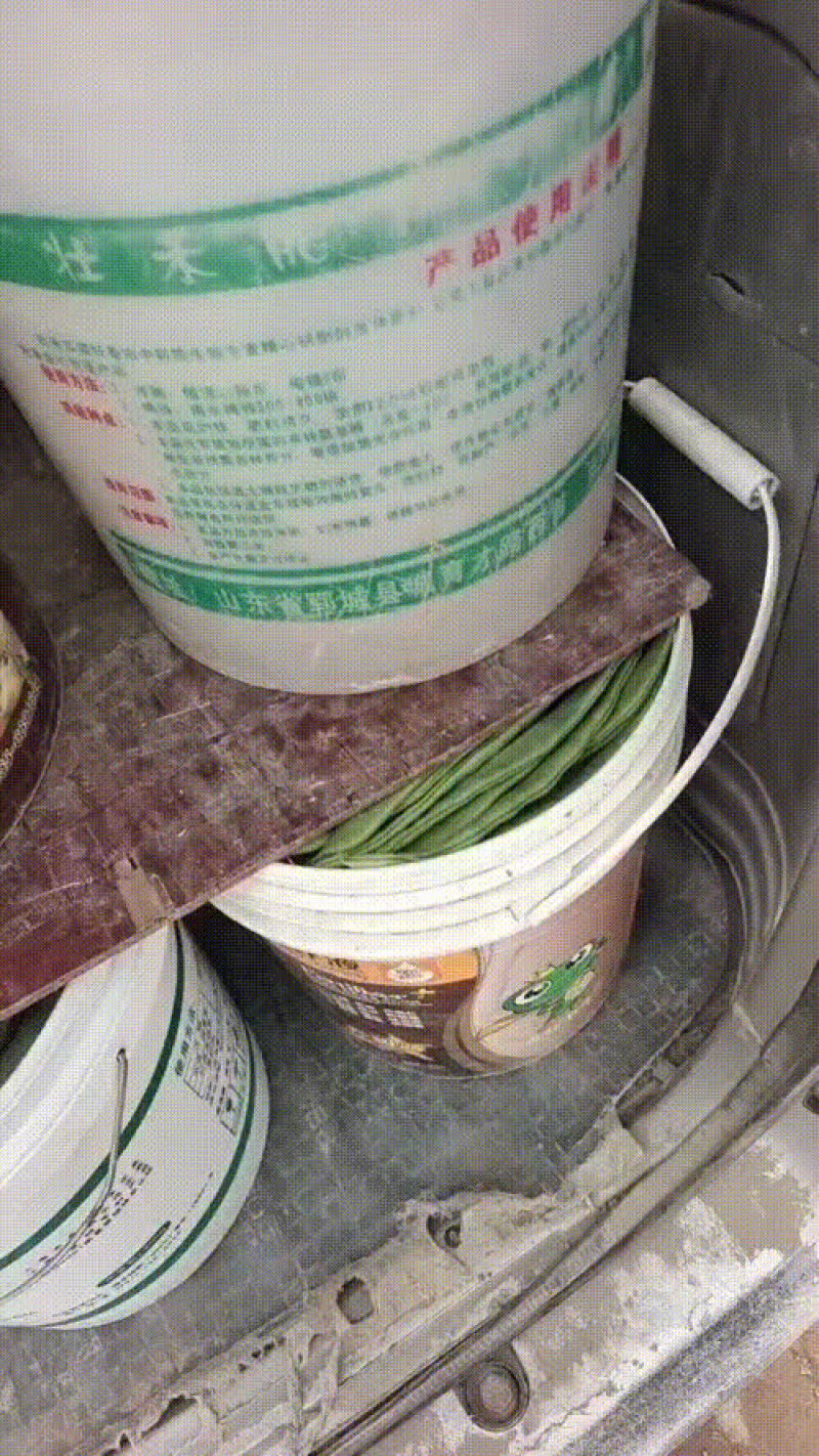大扁芸豆