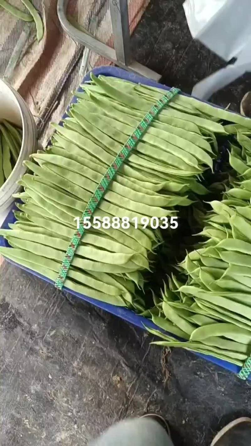 大扁芸豆