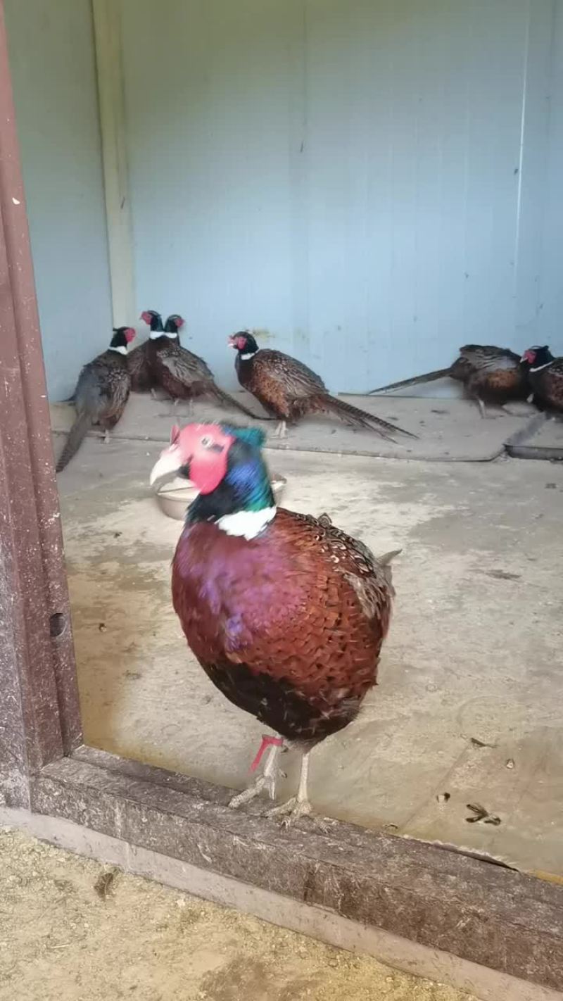 七彩山鸡
