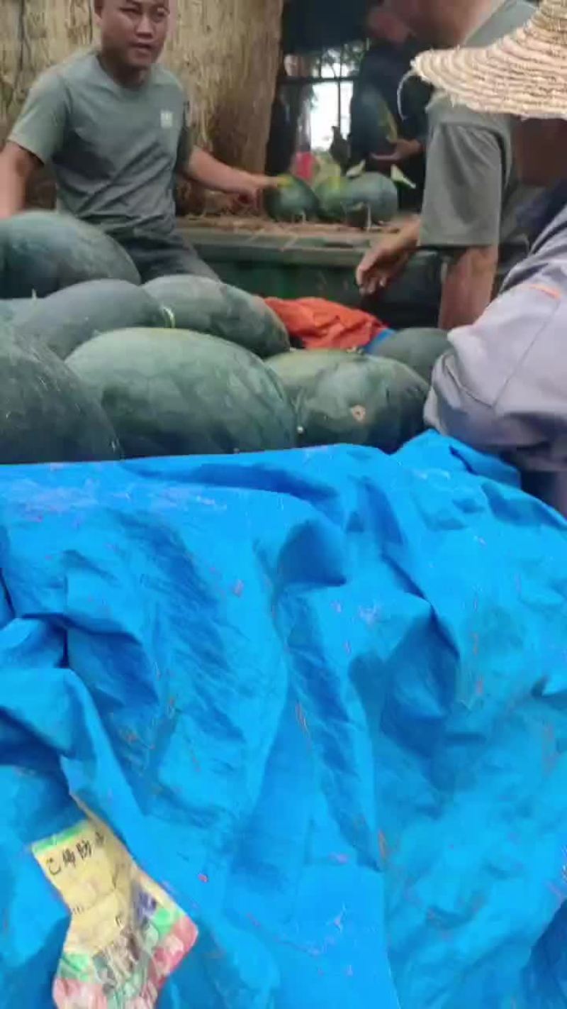 黑皮西瓜