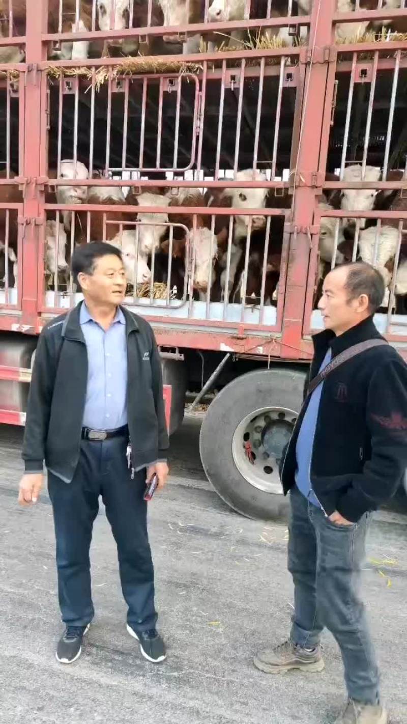大量出售西蒙塔尔公母牛犊。