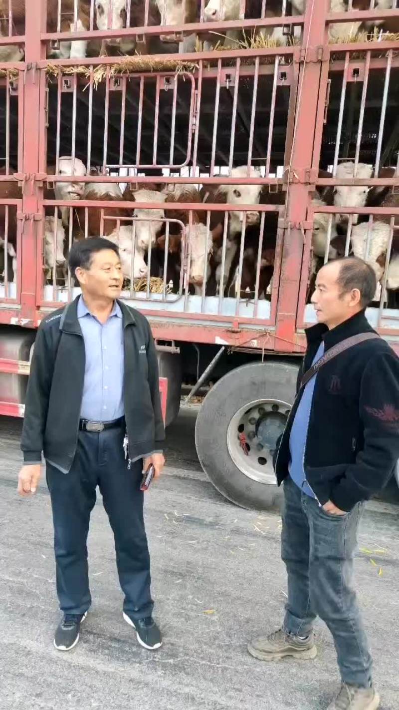 大量出售西蒙塔尔公母牛犊。