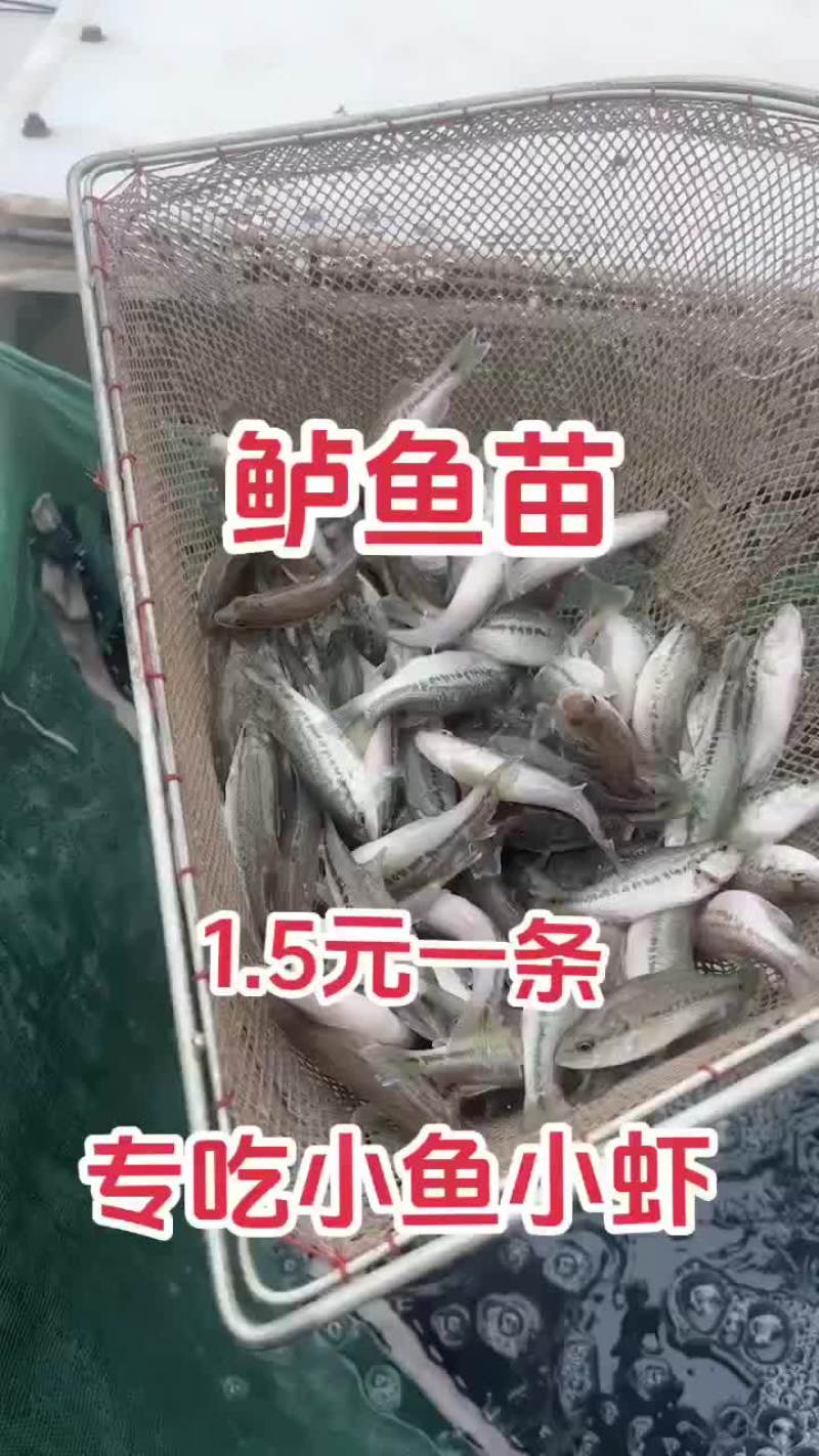 桂鱼苗三到五公分到七公分到十公分大小规格都有