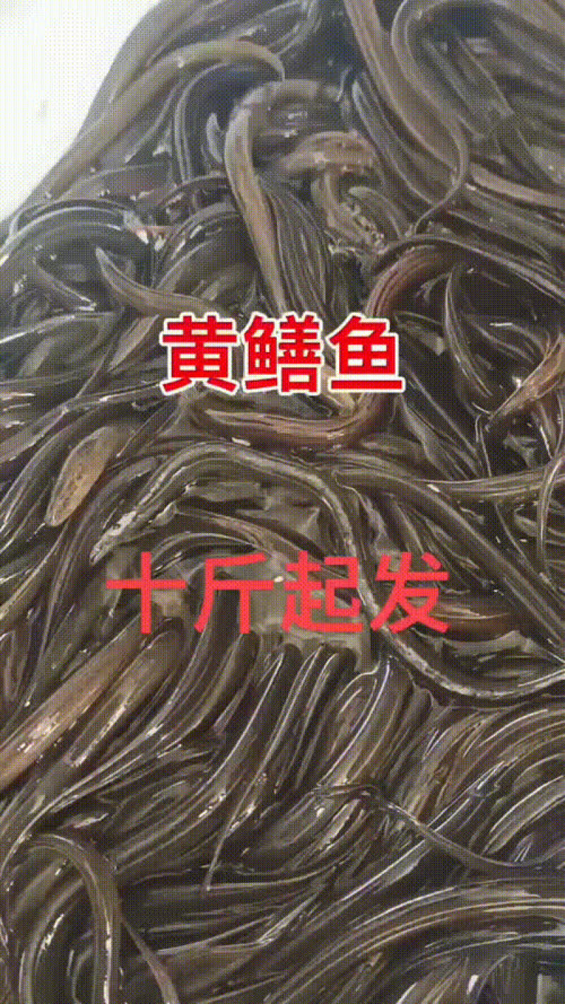 桂鱼苗三到五公分到七公分到十公分大小规格都有