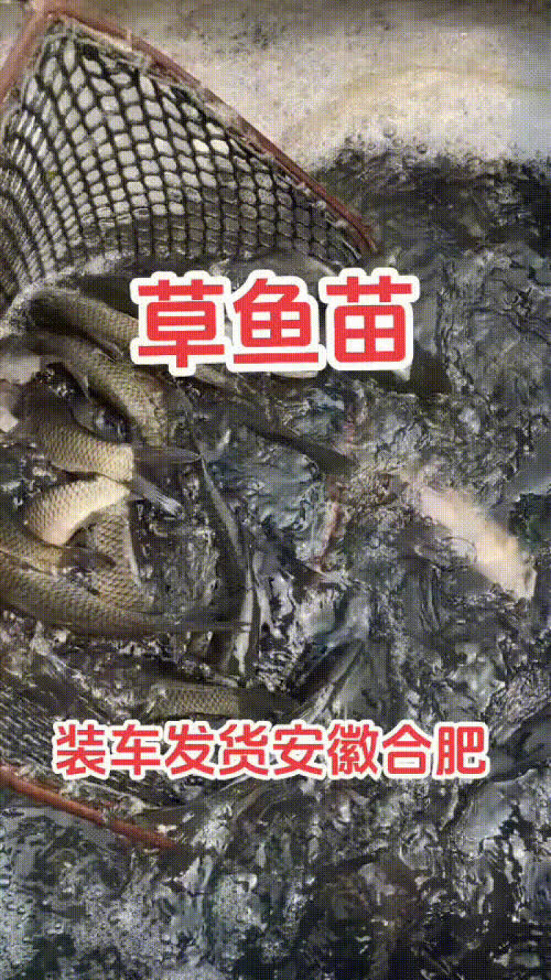 桂鱼苗三到五公分到七公分到十公分大小规格都有