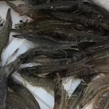 南美白对虾