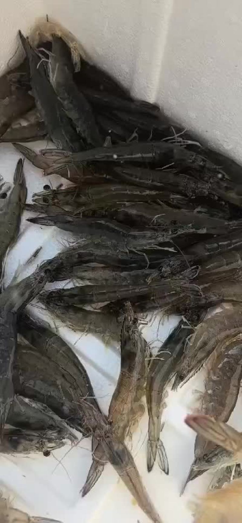 南美白对虾