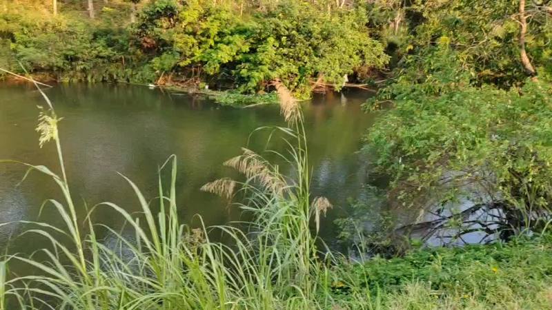 土地承包，万宁175亩这里有槟榔五千株，菠萝蜜一千株