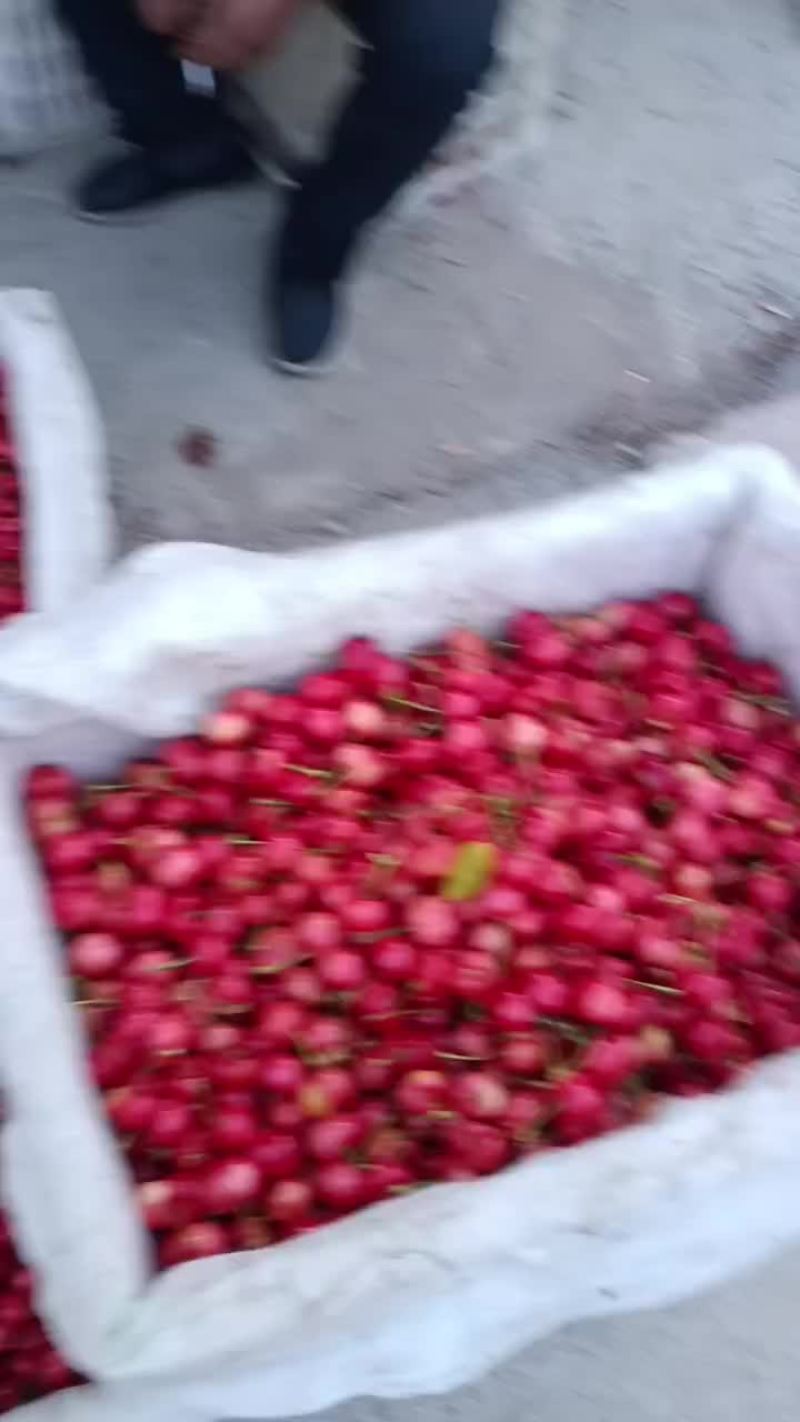 红灯樱桃大量上市价格3-9