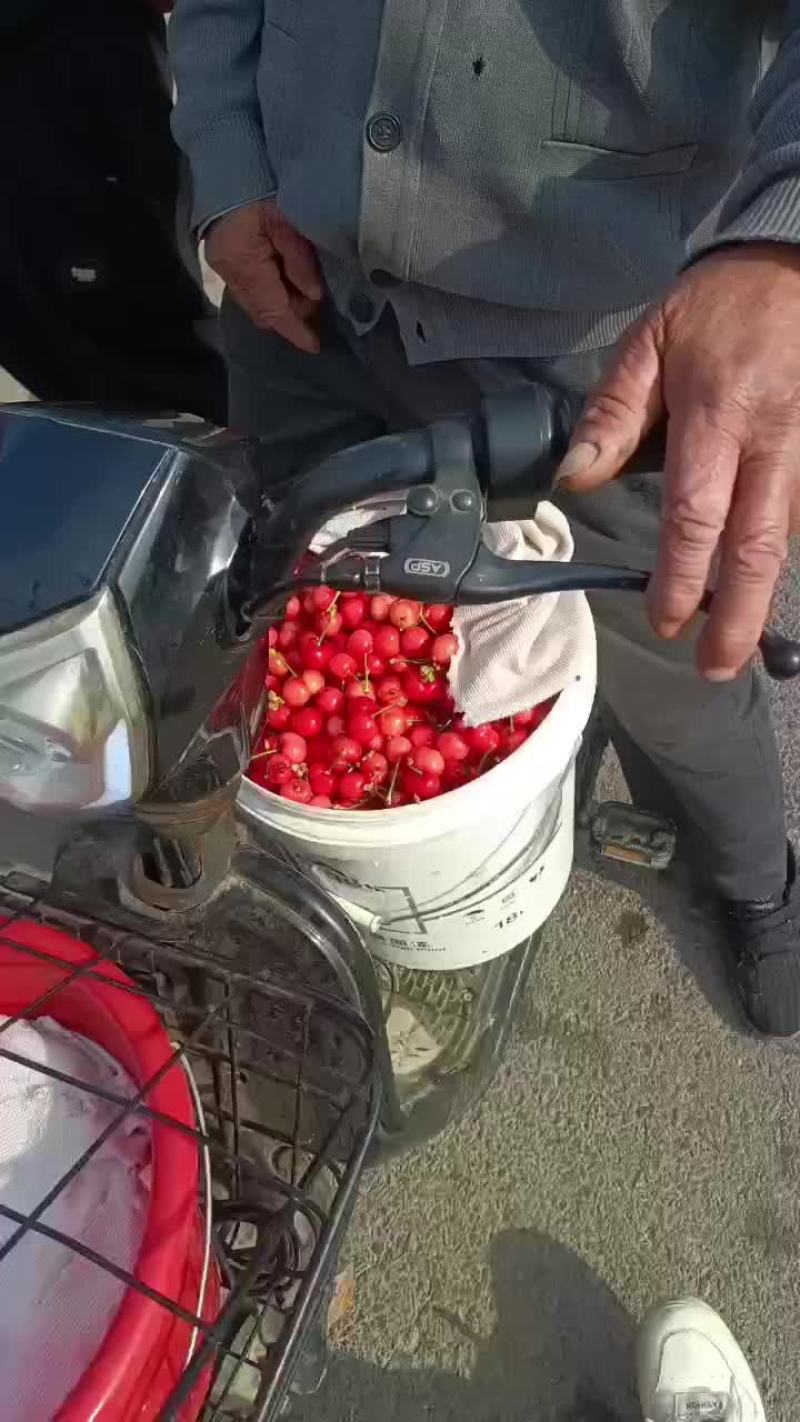 红灯樱桃大量上市价格3-9